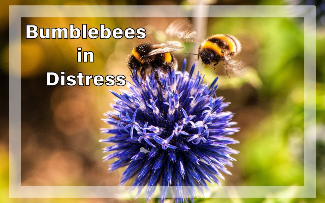 Weekly Beesearch: Bumblebees in Distress