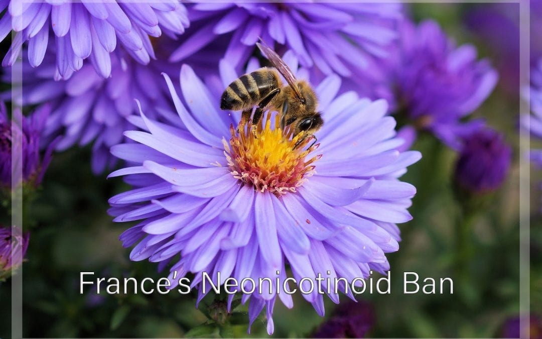 Weekly Beesearch: France’s Neonicotinoid Ban