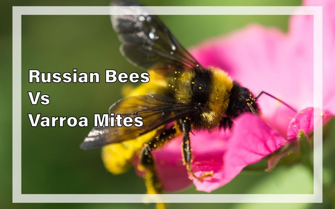 Weekly Beesearch: Russian Bees vs. Varroa Mites