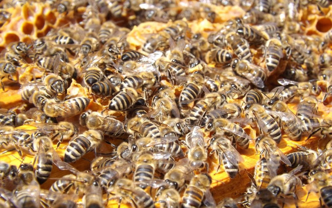 Weekly Beesearch: What is Colony Collapse Disorder?