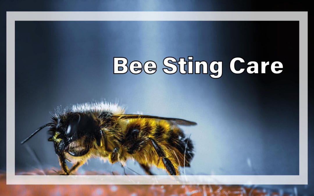 Weekly Beesearch: Bee Stings