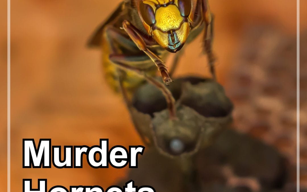 Monday Beesearch: Invasion of the Murder Hornets
